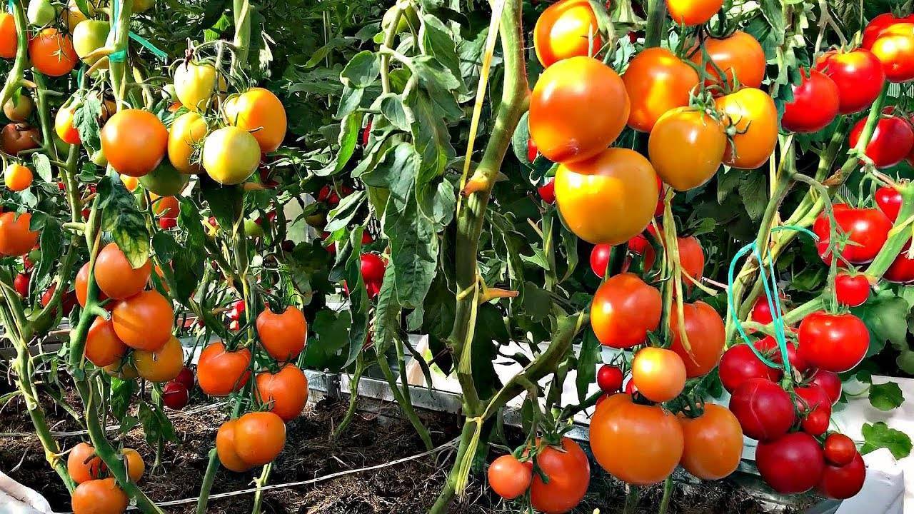 Как вырастить здоровую рассаду помидоров в домашних условиях: от посадки до высадки в грунт