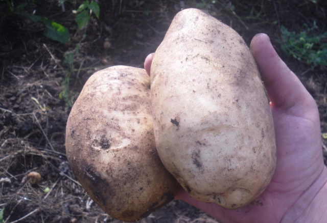 Картофель ласунок: описание и характеристика, отзывы