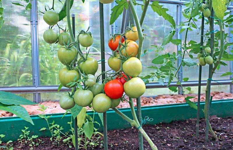 Фосфорные удобрения для томатов: инструкция по применению подкормок для рассады помидоров, рекомендации как развести и использовать их совместно с калийными