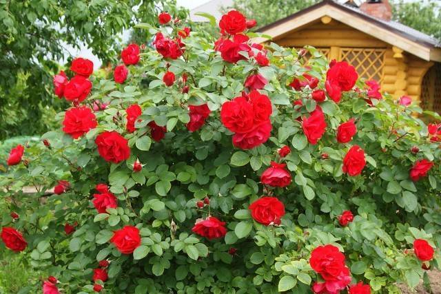 Красавица роза парковая: посадка и уход