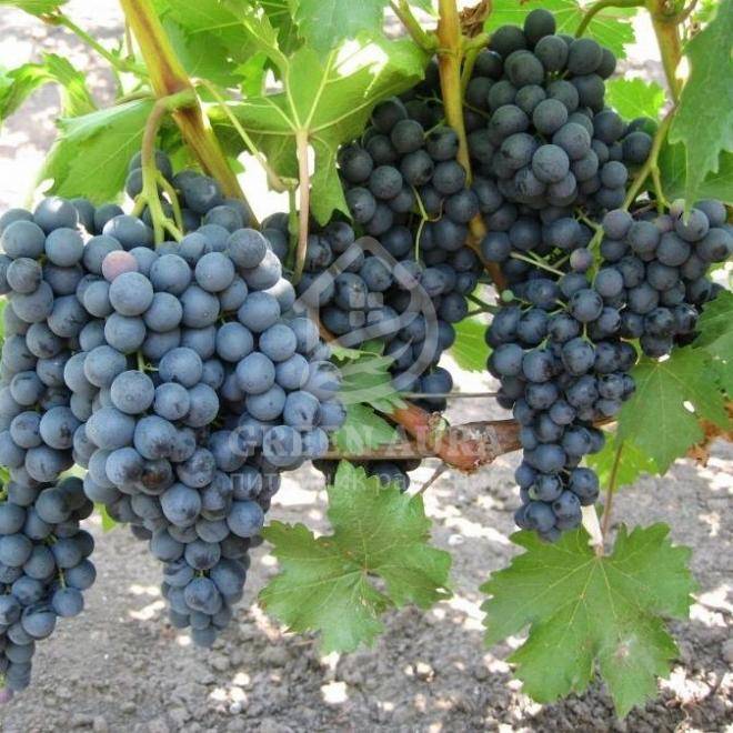 Описание и характеристики сорта винограда атос, правила выращивания и особенности ухода