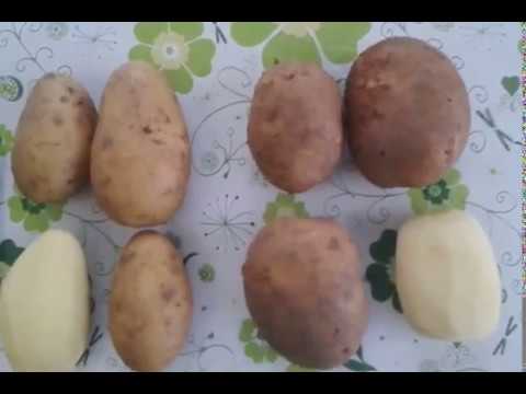 Картофель люкс