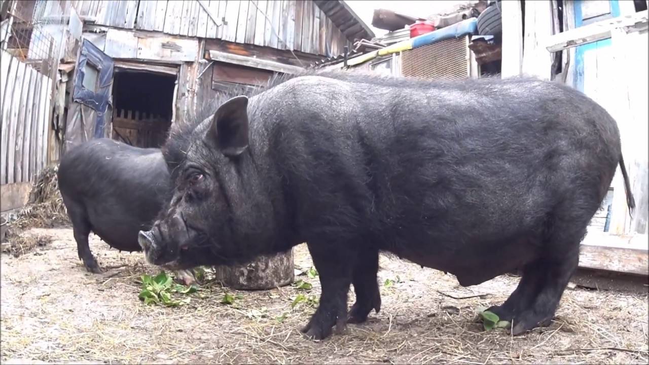 Вьетнамские свиньи: описание породы, фото, содержание, питание, разведение