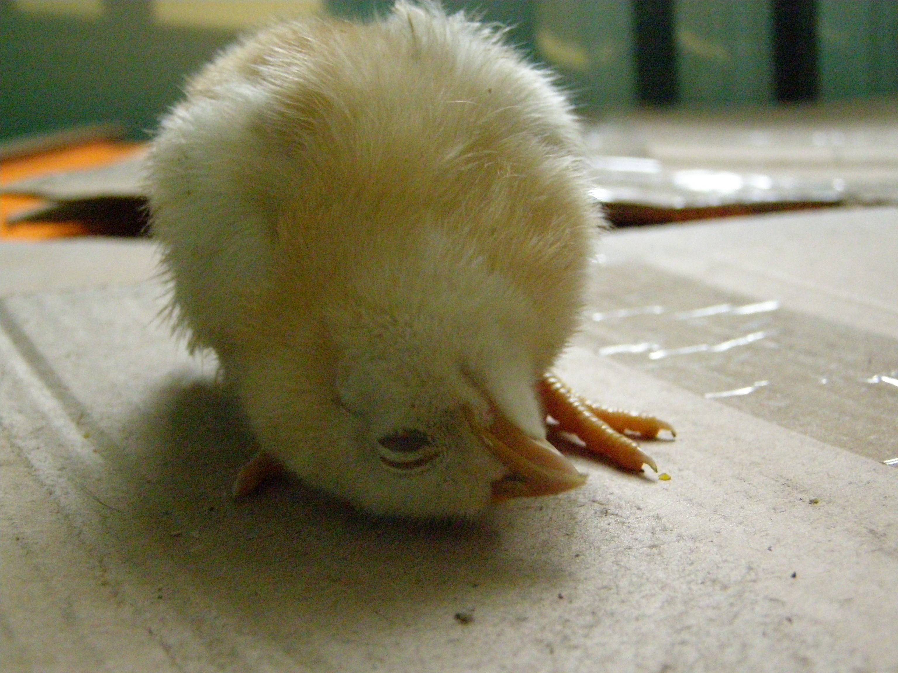 Почему у цыпленка вывернуло шею на бок, что делать при вертячке и кривошеести