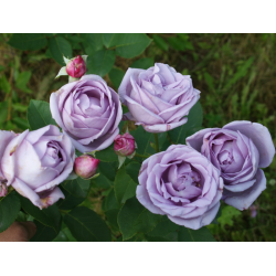 Роза индиголетта (indigoletta)