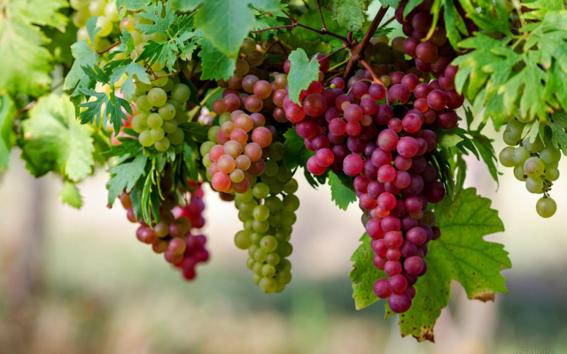 Выращивание винограда в подмосковье – 3 условия, подборка сортов и возделывание