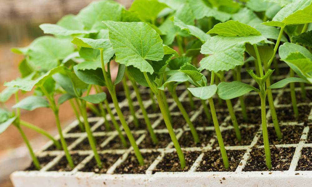 Здоровая и крепкая рассада огурцов: выращивание в домашних условиях, как правильно это сделать, правила ухода за молодыми растениями