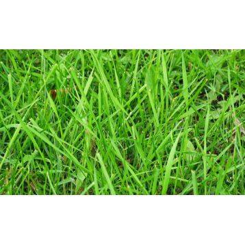 О газонной траве turfline: сфера применения, семена в составе, характеристики
