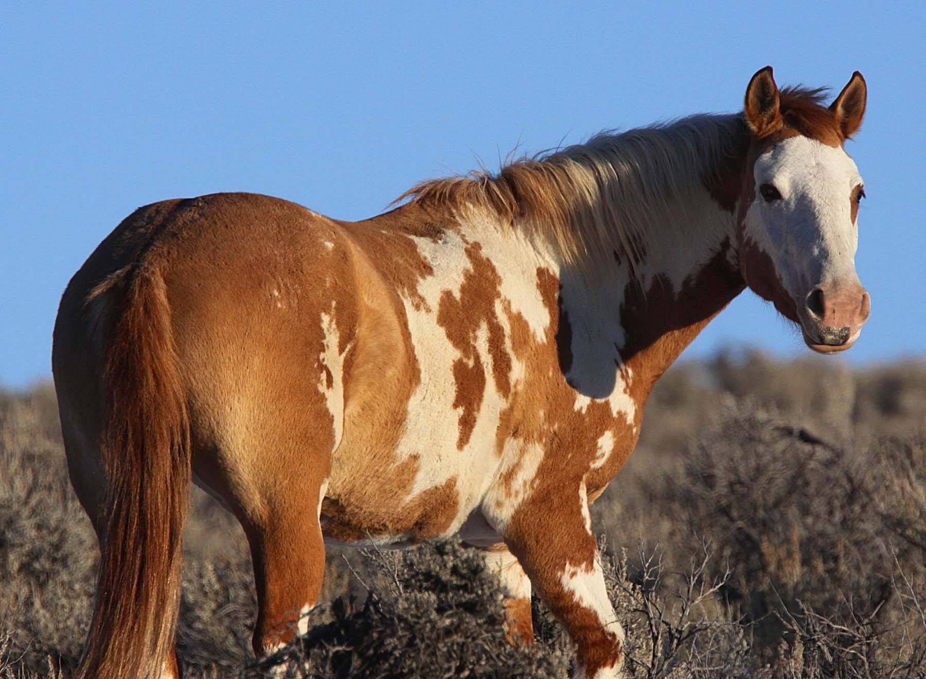 Сколько лет живут лошади дома и в дикой природе