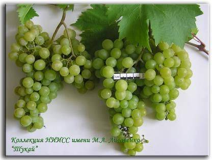 Описание сорта винограда низина и его характеристики, достоинства и недостатки