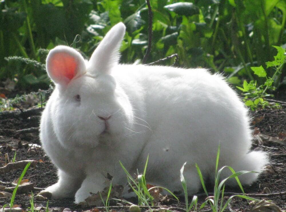 Новозеландский белый кролик — описание породы нзб