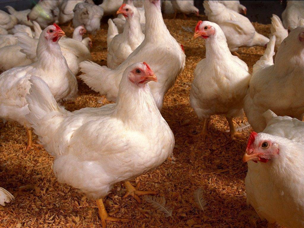 Какая нормальная температура для цыплят?