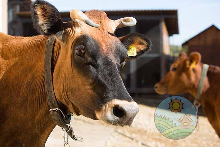 Джерсейская корова: описание породы и основные характеристики