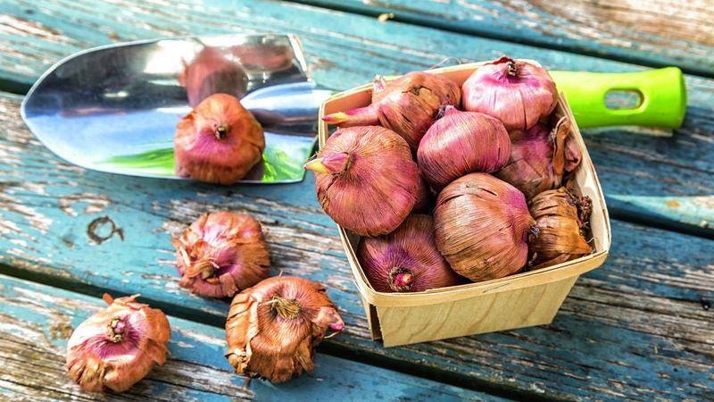 Гладиолусы: как сохранить луковицы зимой