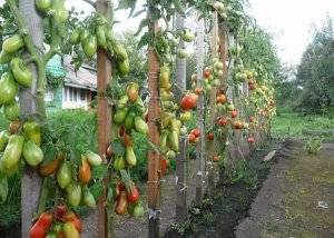 Как подвязывать помидоры: простые способы для теплицы и открытой почвы