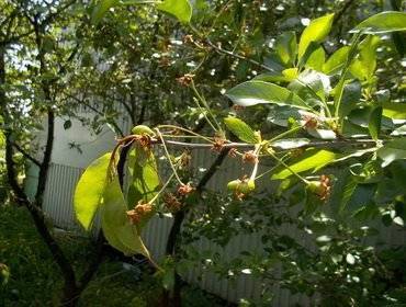 Вредители и болезни плодовых деревьев и кустарников: фото, обработка садовых растений от насекомых и заболеваний