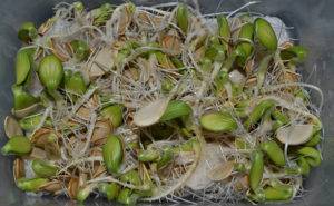 Тыквенные семечки — как прорастить семена тыквы для посадки