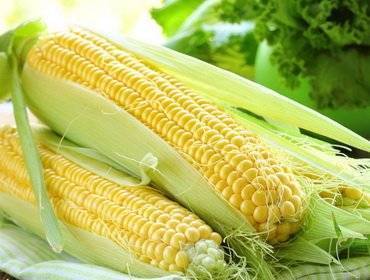 Выращивание кукурузы: выбор сорта, посадка, уход и полезные советы