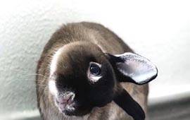 Лечение кроликов от глистов