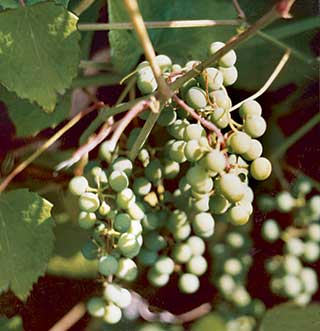 Как вырастить виноград в ленинградской области в теплице и открытом грунте, посадка и уход