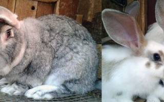 Геморрагическая болезнь кроликов: симптомы, лечение и профилактика