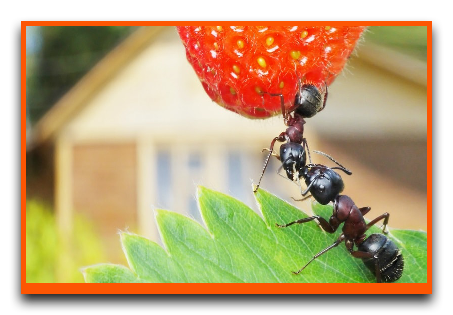Как избавиться от муравьев на клубнике химическими и народными средствами