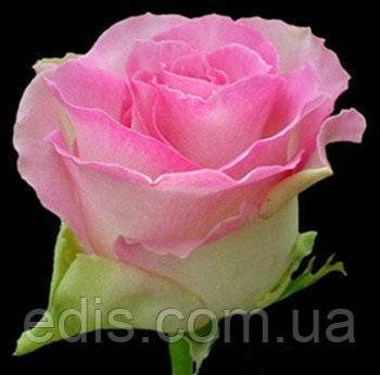 О розе Malibu: описание и характеристики, выращивание сорта чайно-гибридной розы