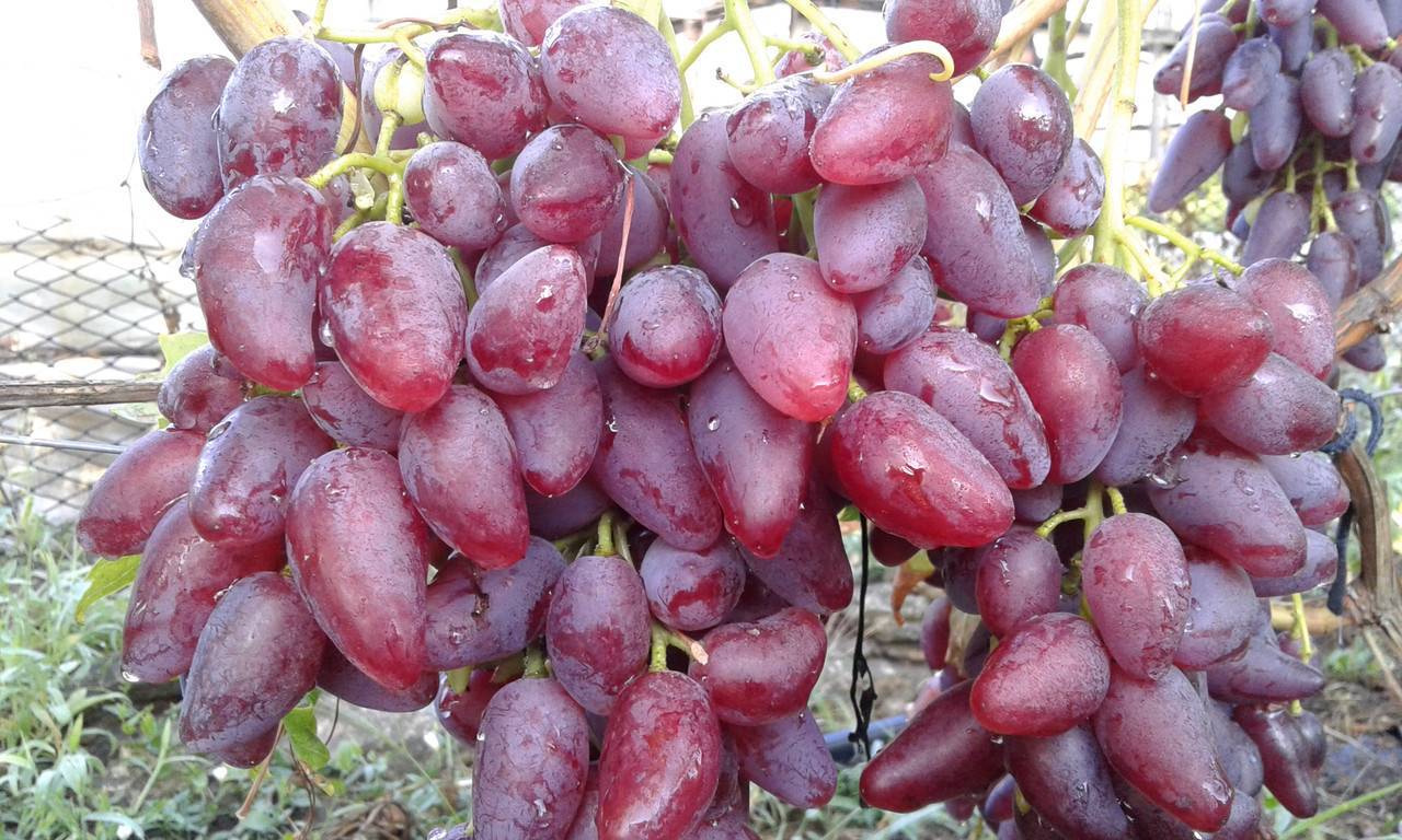 Сорта розового винограда: описание, фото, сравнительная характеристика