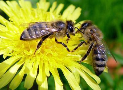 Сравнение пчел среднерусской и других пород в условиях сибири - среднерусская пчела