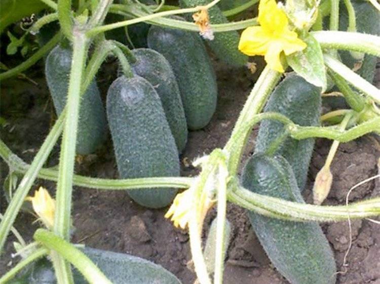 Огурцы: лучшие сорта и гибриды, агротехника выращивания