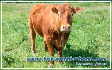 Мини-коровы (28 фото): описание карликовых пород. как называется порода самых маленьких быков и коров?