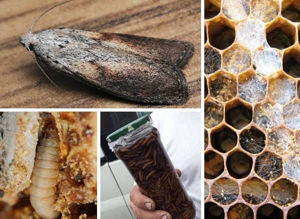 Настойка из пчелиной моли: инструкция, описание и отзывы