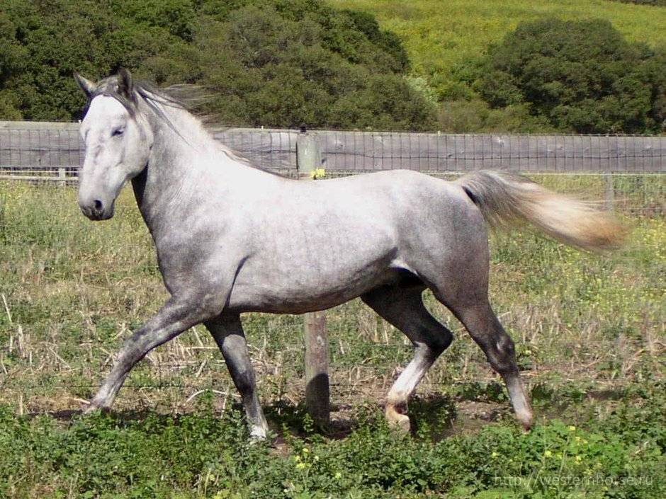 Орловская порода лошадей (33 фото): характеристика молодых коней-рысаков, орлово-ростопчинские рысистые лошади, уход за жеребенком