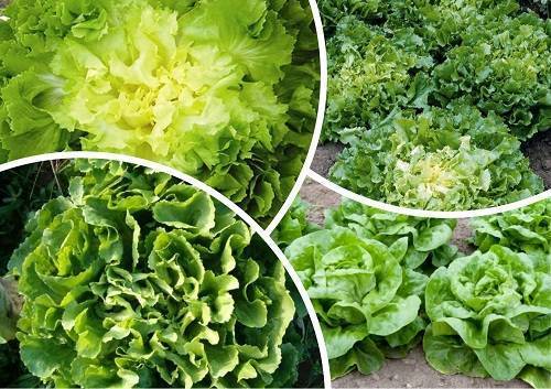 Как выращивать кресс-салат дома и на грядке — простые правила посадки и ухода