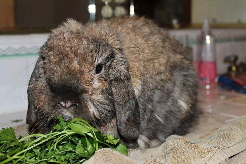 Болезни кроликов симптомы и их лечение вздутие