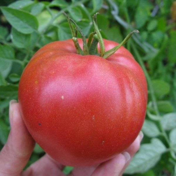 Кардинал (томат) – настоящая гордость каждого огорода - общая информация - 2020