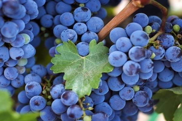 Уход за виноградом весной: открытие после зимы, подвязка, обрезка, обработка, подкормка