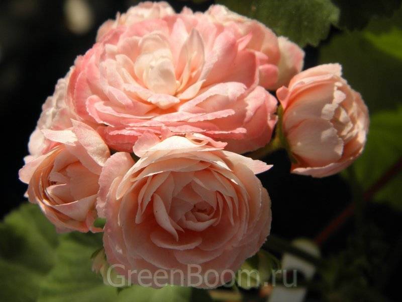 Пеларгония apple blossom rosebud