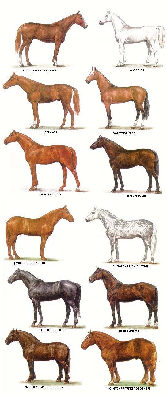 О породах лошадей: все породы лошадей от А до Я, название, описание, характеристики