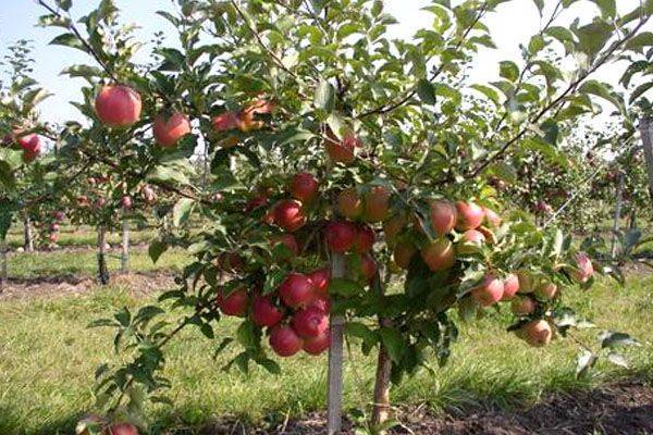 Яблоня лигол: описание, преимущества и недостатки сорта, характеристика плодов, правила посадки и ухода, сбор и хранение урожая