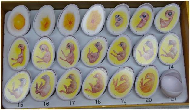 Значение показания температуры в инкубаторе для инкубации куриных яиц