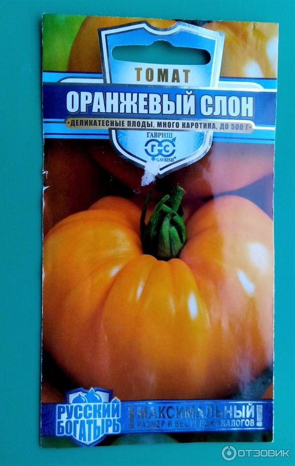Томат малиновый слон