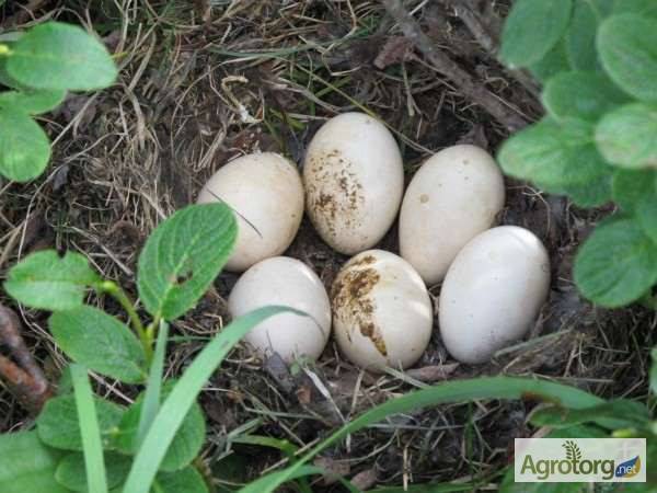 Домашние фазаны: выращивание, разведение и содержание птиц в домашних условиях