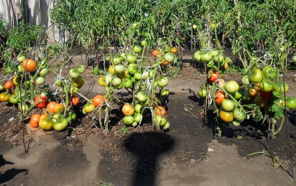 Как подвязать помидоры в теплице и открытом грунте правильно: пошаговое фото, видео