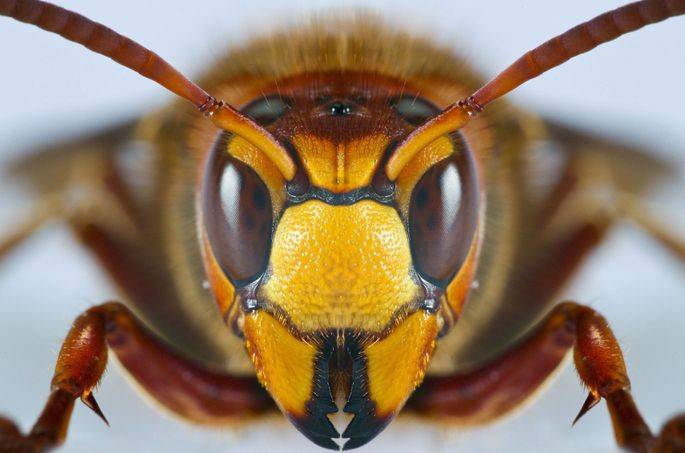 Как можно избавиться от пчел?