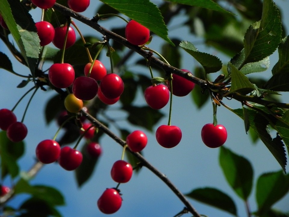 Как лечить монилиоз вишни, чтобы сохранить урожай и дерево?