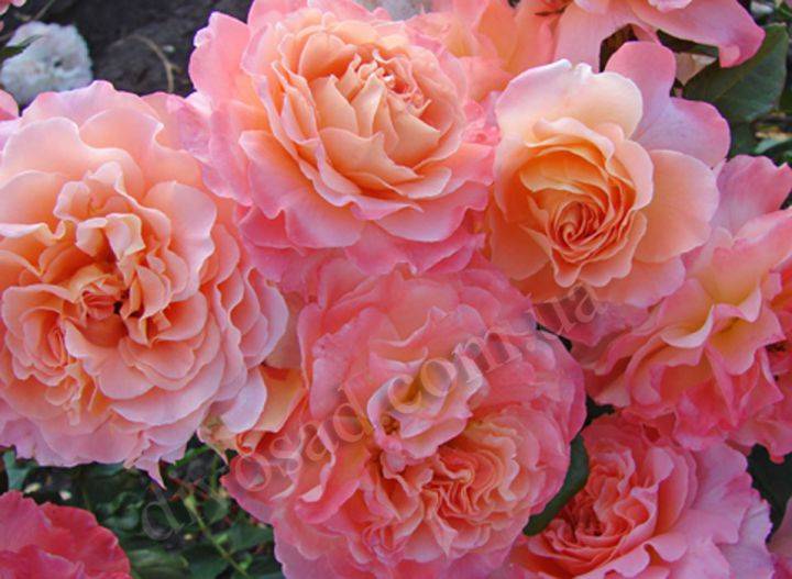Роза августа луиза (augusta luise): описание сорта, уход и размножение