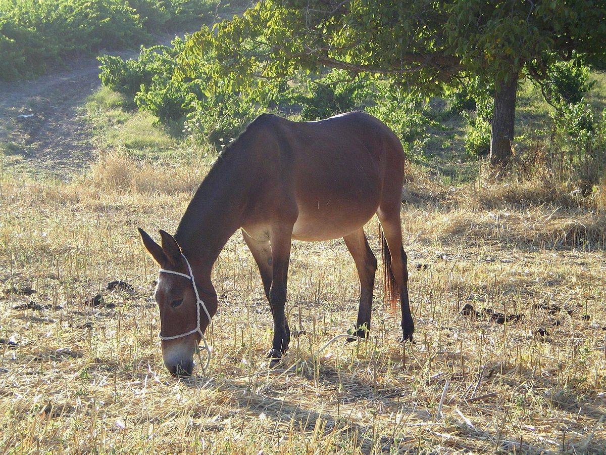 Все о спаривании лошадей: особенности размножения, случки и скрещивания лошадей