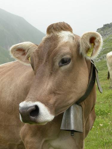 Швицкая порода коров: особенности, плюсы и минусы