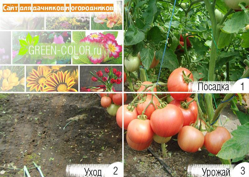 Особенности сорта томатов пинк буш f1 — уход, преимущества